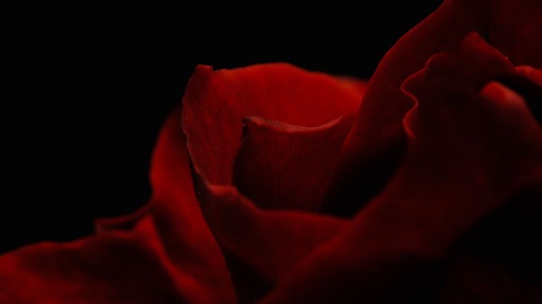 Petals Rose Macro wallpaper