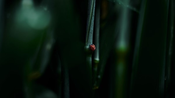 Photography Ladybug Leaf Macro wallpaper