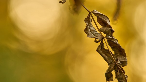 Photography Leaf Dry Macro wallpaper
