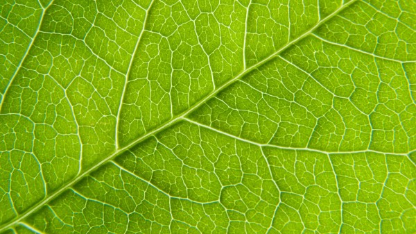 Photography Leaf Macro Green Wallpaper