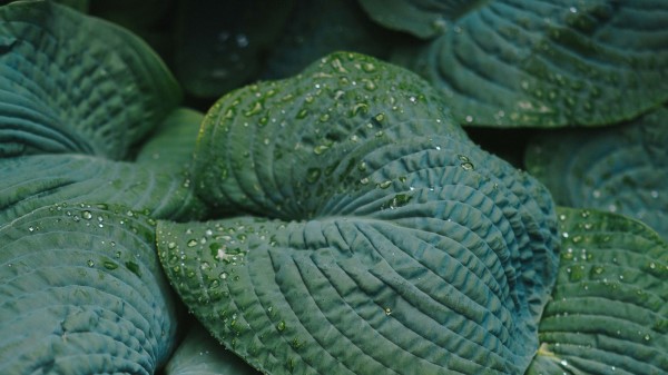 Photography Leaves Drops Dew Wallpaper