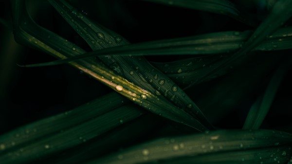 Photography Leaves Drops Macro wallpaper