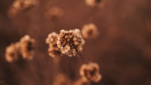 Plant Dry Macro wallpaper