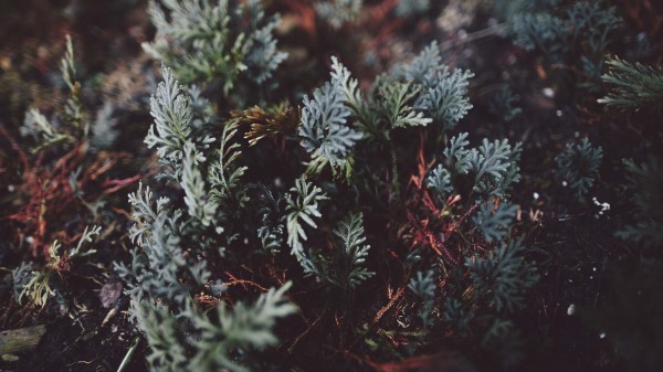 Plant Leaf Close Up Wallpaper