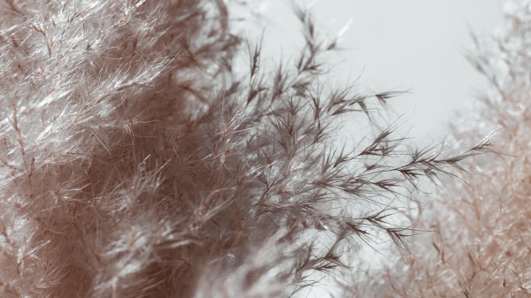 Plant Spikelets Fluffy Wallpaper