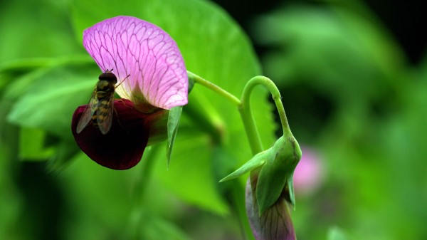 Plants Flowers Wasp Insect wallpaper