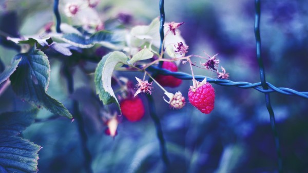 Raspberries Berries Petals Close Up Wallpaper