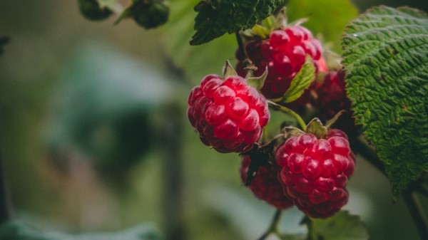 Raspberry Berries Macro wallpaper