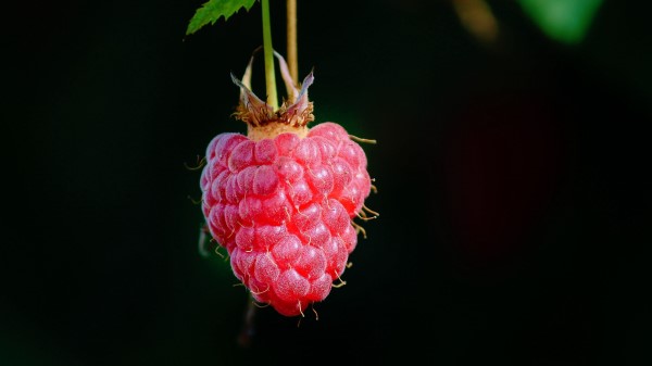 Raspberry Berry Macro wallpaper