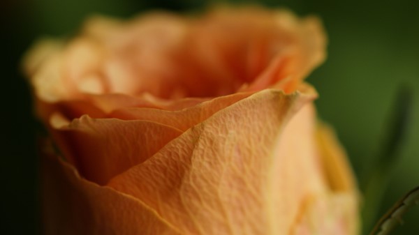 Rose Petals Flower Bud wallpaper