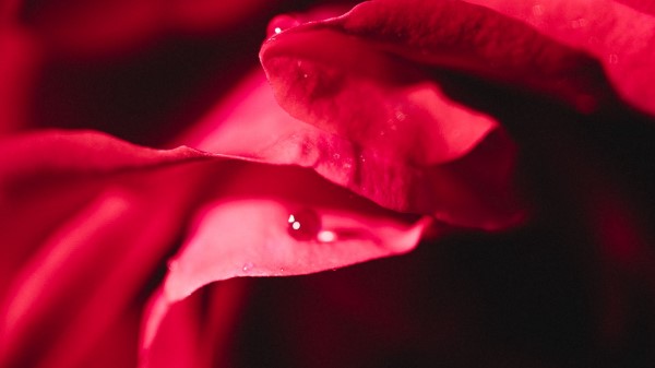 Rose Petals Macro wallpaper