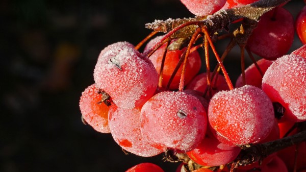 Rowan Berries Frost Wallpaper