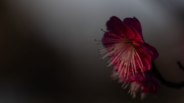 Sakura Flower Pink wallpaper