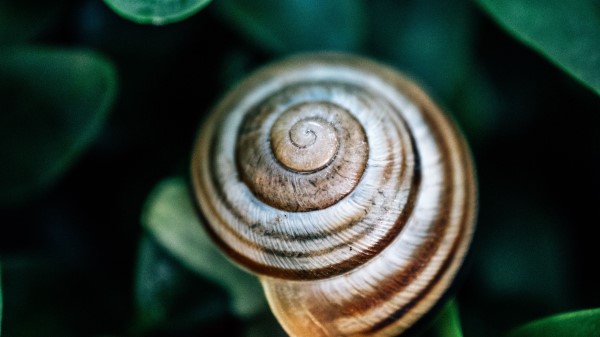Snail Leaves Macro wallpaper