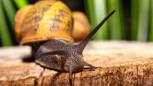 Snail Shell Antennae Close Up wallpaper