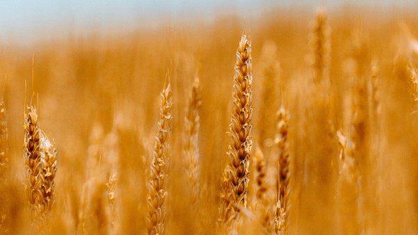 Spikelets Wheat Cereals Wallpaper