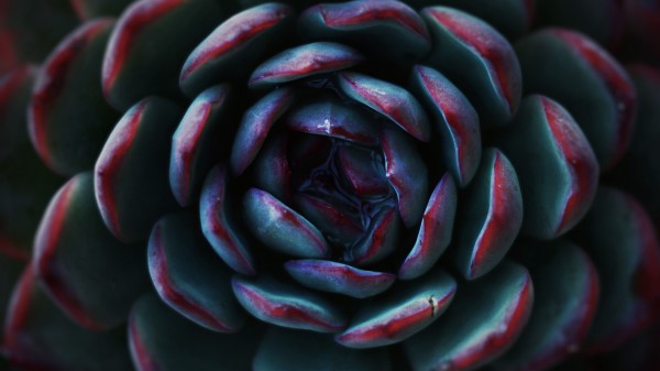 Succulent Flower Petals wallpaper