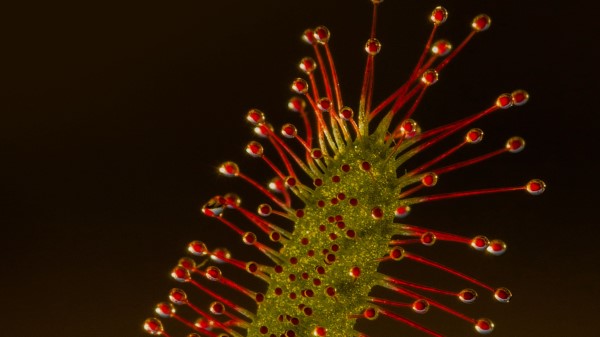 Sundew Plant Macro wallpaper