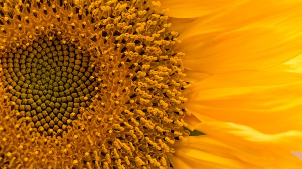Sunflower Flower Macro wallpaper