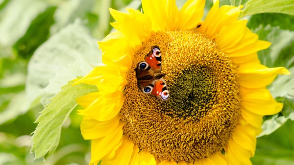 Sunflowers Butterfly Flower Petals wallpaper