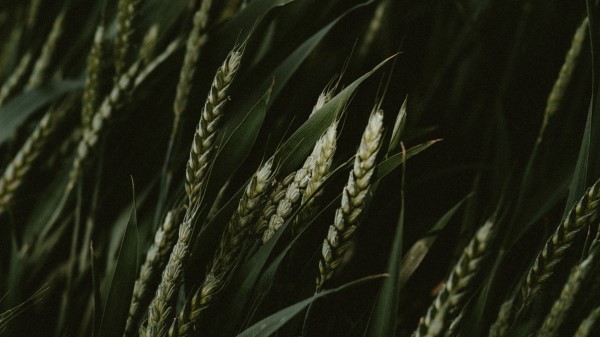 Wheat Spikelets Cereals wallpaper