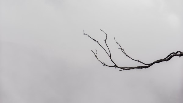 Branch Minimalism Bw wallpaper