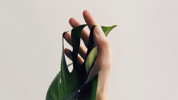 Hand Leaf Minimalism Wallpaper