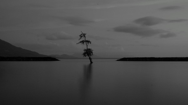 Lake Tree Lonely wallpaper