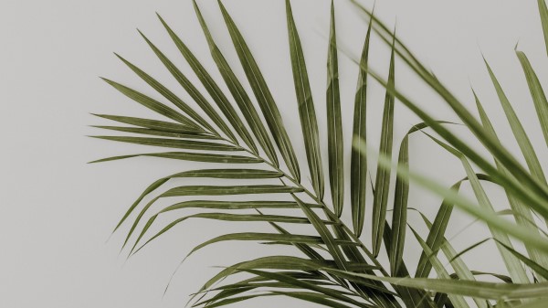 Palm Leaves Minimalism wallpaper