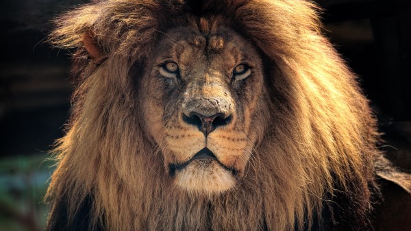 4k Lion Hd Lo Wallpaper