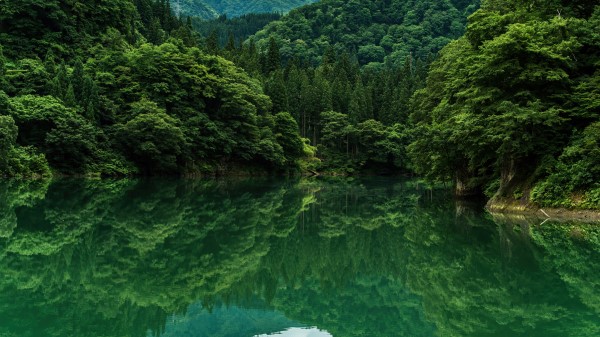 Beautiful Greenery 4k 6q wallpaper