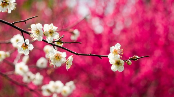 Blossom Branch Tree Spring Season 5k wallpaper