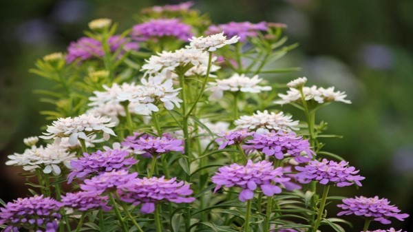 Candytuft Flowers wallpaper