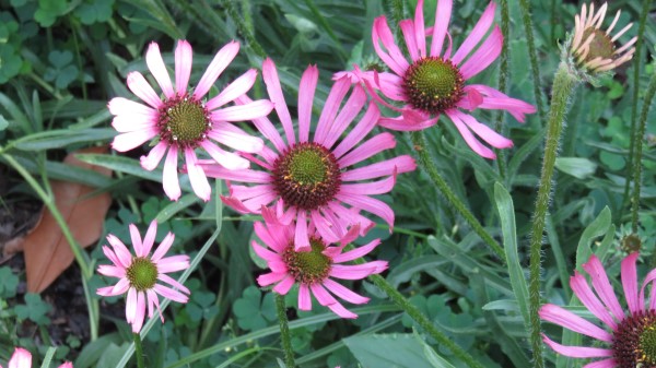Echinacea Tennesseensis 5k wallpaper