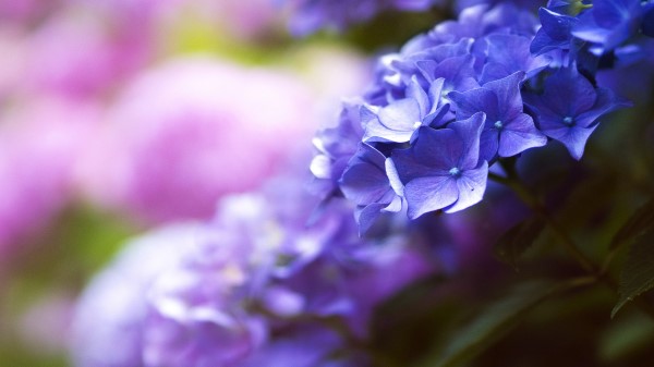 Flower 5k New Wallpaper