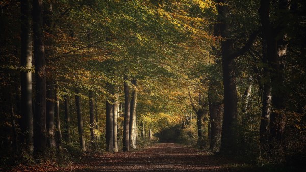Forest Nature Path 5k wallpaper