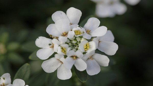 Iberis Sempervirens Flowers wallpaper
