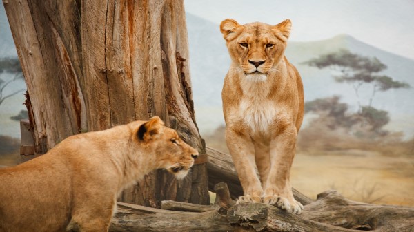 Lion 5k Hd Wallpaper