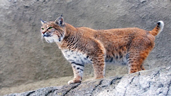 Lynx Big Cat 5k Wallpaper