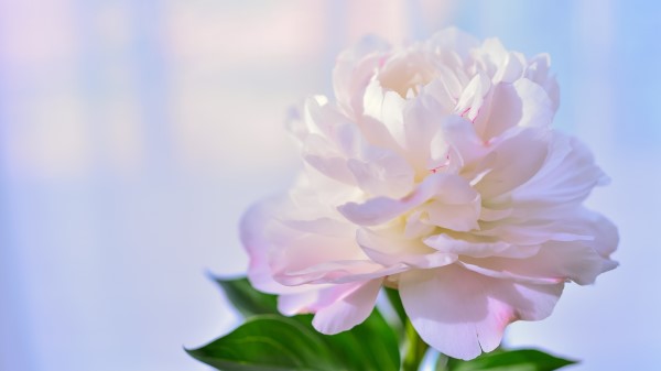 Peony Petal White Flower 5k wallpaper