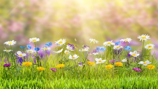 Spring 5k Wallpaper
