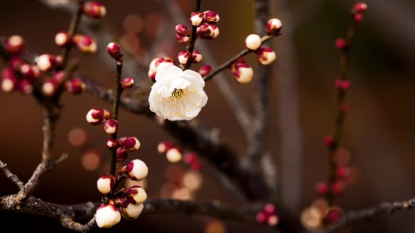White Flower Wallpaper
