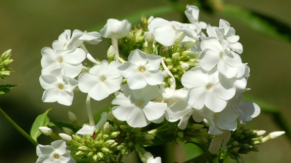 White Perennial Flower Wallpaper