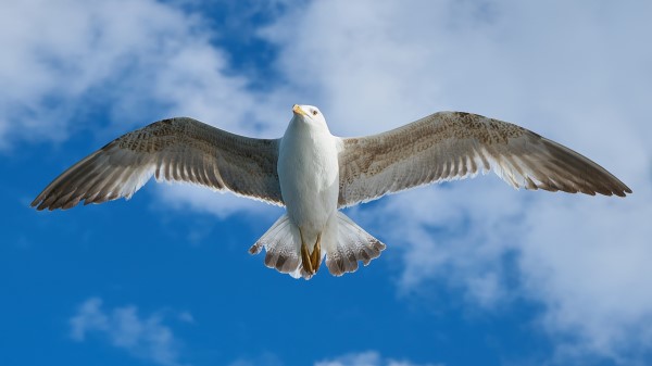 White Seagull 5k wallpaper