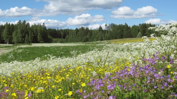 4k Wallpaper Buttercups Yarrow Flowers Field Wallpaper