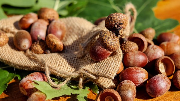 Acorns Bag Nuts Wallpaper