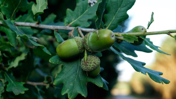 Acorns Oak Branch Wallpaper