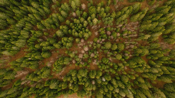 Aerial View Trees Forest Wallpaper