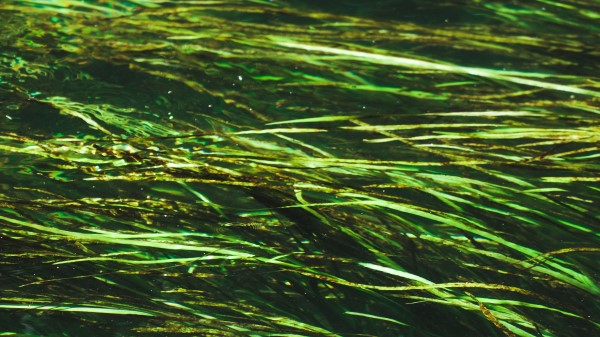 Algae Water Distortion Wallpaper