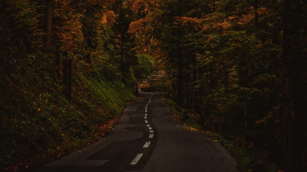 Alley Path Trees Pic Wallpaper